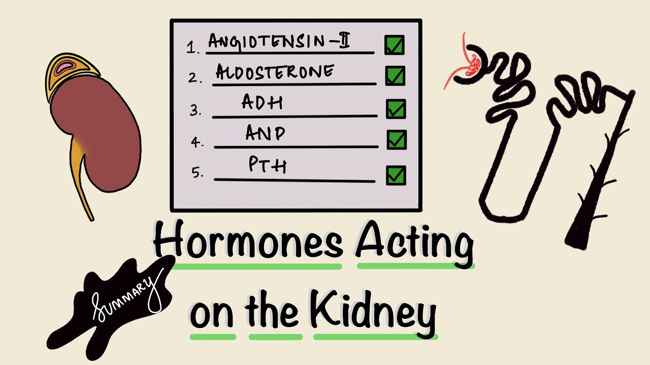 Hormones Acting on the Kidney | Renal Hormones | Summary | Renal Physiology | Endocrinology