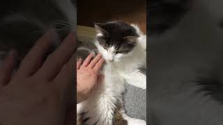 部屋の境目が好きな猫【ノル猫ミロシー】 #shorts