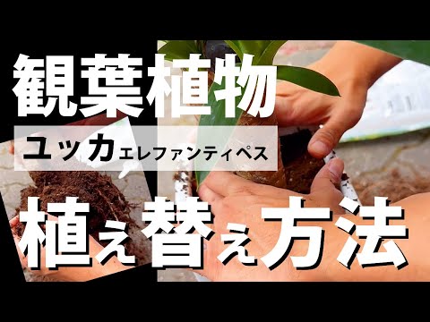 園芸店で売られているユッカ