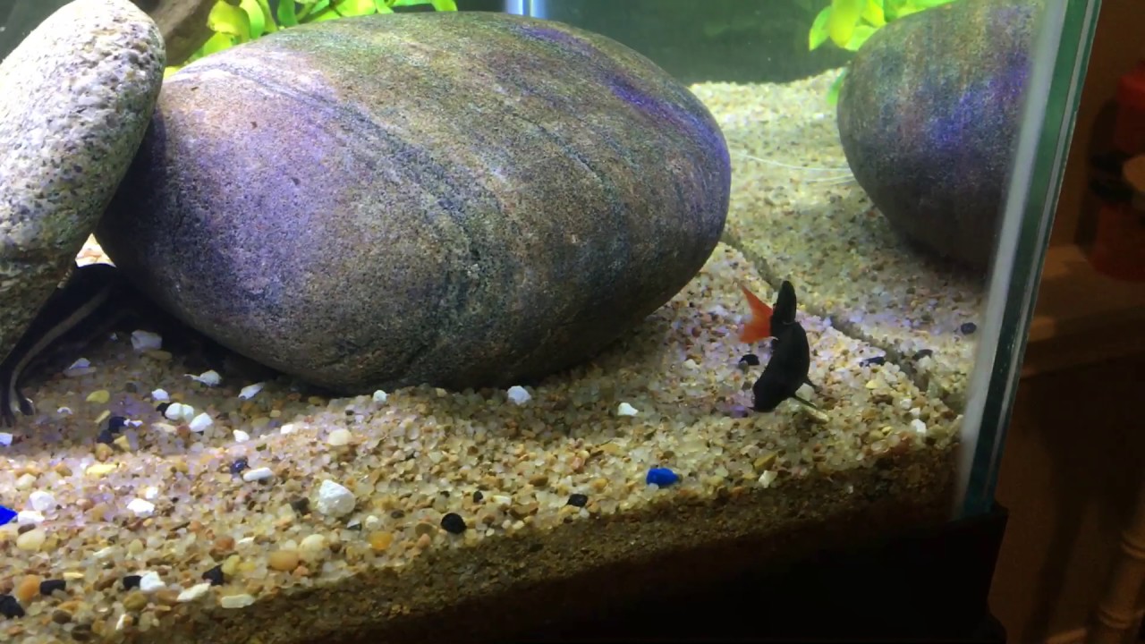 Red Tail Shark • Care Guide (Tank Setup, Mates & Diet)