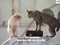 Amazing Cat Fights Compilation Videos