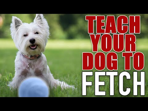 7 Steps To The PERFECT Fetch! - For Food Motivated Dogs