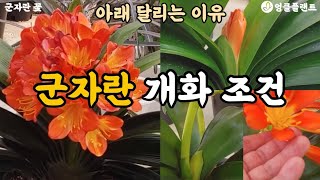 군자란 꽃피게 하는 방법 