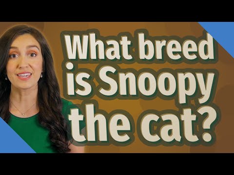 What breed is Snoopy the cat?