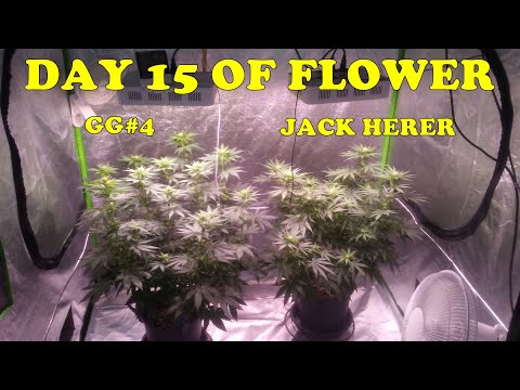 Bad news for an autoflower, good news in the tent, and what I've learned about mold