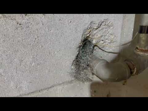 Staying Proactive Against Rodents in...