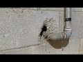 Staying Proactive Against Rodents in Peapack, NJ