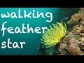 Diving - Philippinen 2017 - walking feather star / laufender Federstern - Asien, Federstern, feather star, Bituon-Beach Resort, Guindulman, Philippinen