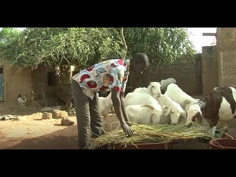 , title : 'TAAT et le déploiement des technologies d'élevage au Mali'