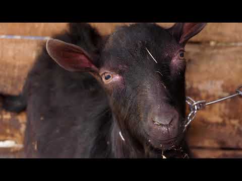 Biram selo ep. 81 07.04.2021. Novak Petrović, Donji Stepoš, ovce, koze, pčele