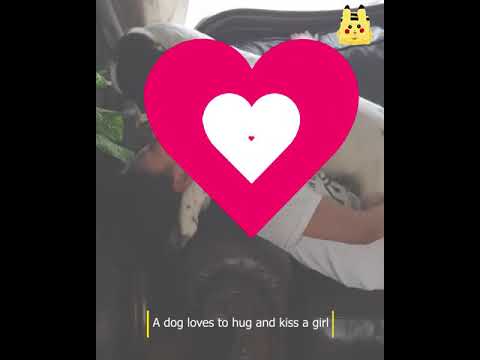 Dog kissing with Girl, Cane corso | dog kissing woman mouth