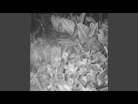 Who (feat. Trash Talker)