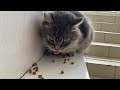 Cute Stray Cat Purrs And Meows Gray Cat Asks Loudly For Food