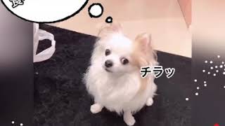 5キロチワワの数少ない楽しみ