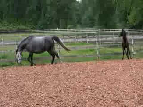 Freedom DSF (Freestyle x Uniform) mare