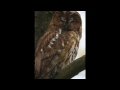 Close Up Of Snoozing Tawny Tawny Tawnyowl