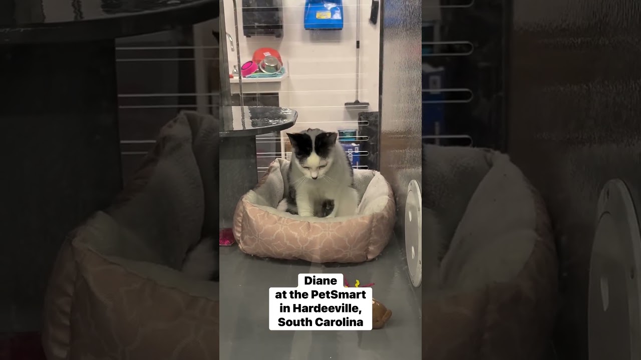 Enlarge Diane, a Adoptable Domestic Short Hair in Beaufort, SC video 2/6