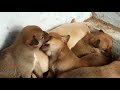 Puppy Love Puppy Love Status Whatsapp