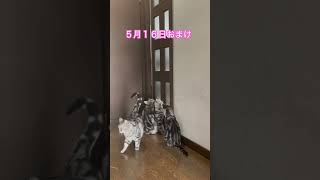 外で音がして、皆んな散らばる👀👀👀👀