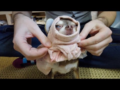 Vestido rosa para perrito. Novedad Armario Fondue Chihuahua