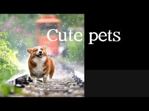 Cute pets and animals cat must see