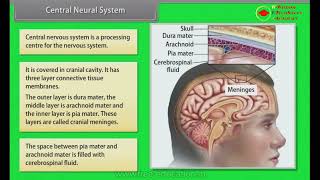 Chapter 21 - Neural Control and Coordination Complete Chapter || Class 11 th Biology