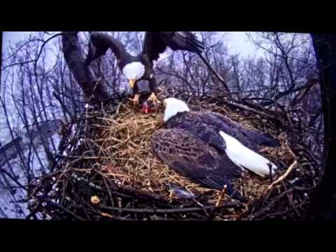Bald Eagle Brings Home The Bacon