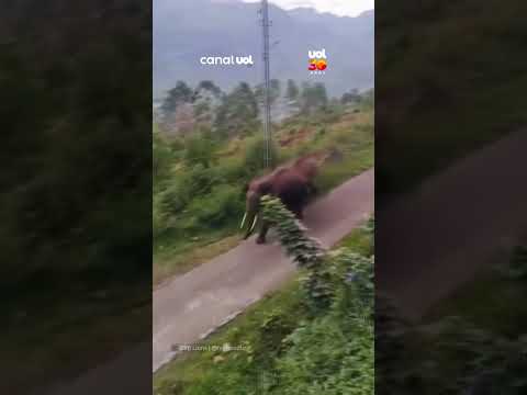 Elefante avança contra turistas que tentavam fotografá-lo na Índia
