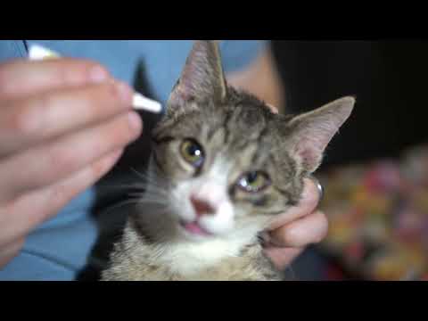 Why Are Cat's Eyes Watery? How To Identify and Treat A Cat's Eye Infection