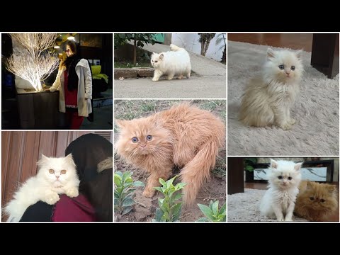 Kese Ayat e karima parhne se Meri cat ko new life mili - flora or Noor road pe bhag gye