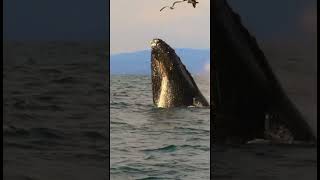 &quot;From tiny waves to ocean king 🌊🐋 #WhaleTransformation&quot;