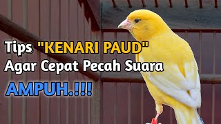 Download lagu PAUD Canary Care So That Its Voice Breaks Quickly mp3