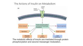 Glycogen Metabolism