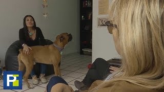 ¿Se imagina que su perro le revelara una infidelidad de su pareja?