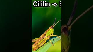 Download lagu Cililin sambung Belalang Emas mp3