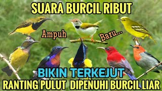 Download lagu Baru!! Ampuh untuk pikat burung kecil❗ Suara pikat burcil 2026 mp3