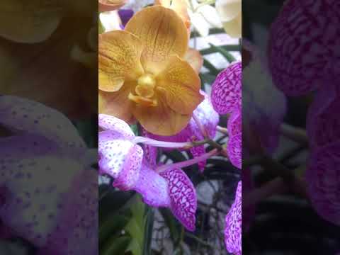 Vandas floridas em julho 2019