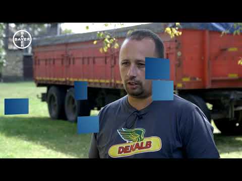Iskustvo poljoprivrednog proizvođača sa Dekalb hibridima