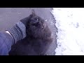 Tabby Cat Meows And Black Cat One Tooth