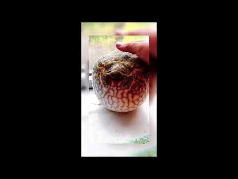 FUNNY ANIMALS TikTok compilation pt 1