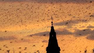 preview picture of video 'Dixaines de milliers d'oiseaux a LUNEL'