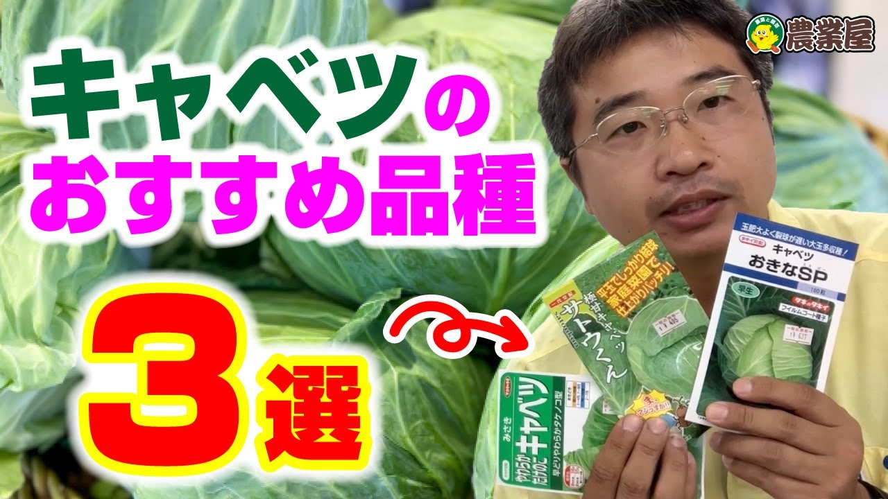 秋に種まきできるキャベツのおすすめ品種3選｜家庭菜園で育てたい品種はこれ！ #キャベツ #種まき #秋野菜 #家庭菜園 #農業屋