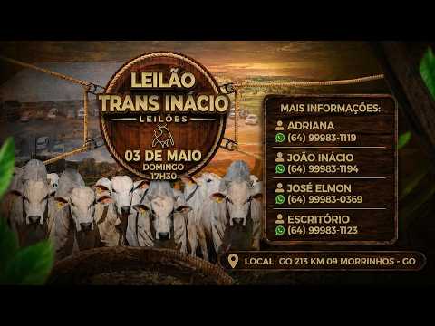 Leilão de Gado em MORRINHOS-GO, 03/05/2026  TransInácio Leilão - 18:00 Hs - Presencial e virtual.