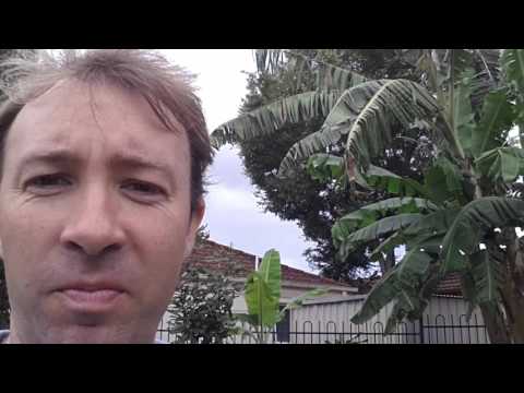 Peach tree, banana.. public gardening in australia gc