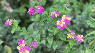 HotelBougainvillea2023