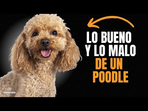 POODLE O CANICHE: VENTAJAS Y DESVENTAJAS DE TENER UNO.