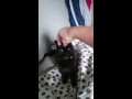 Black Cat Going Crazy 