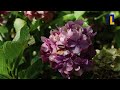De hortensia | Natuur en Zo TV