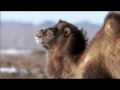 The Bactrian Camel