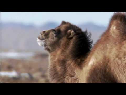 What are Bactrian camels used for?